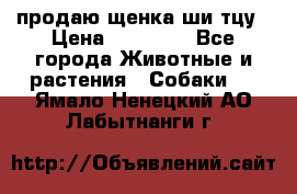 продаю щенка ши-тцу › Цена ­ 10 000 - Все города Животные и растения » Собаки   . Ямало-Ненецкий АО,Лабытнанги г.